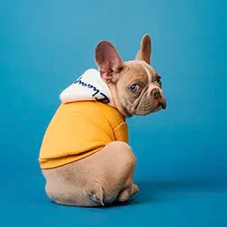 Gifts for Dogs and Cats