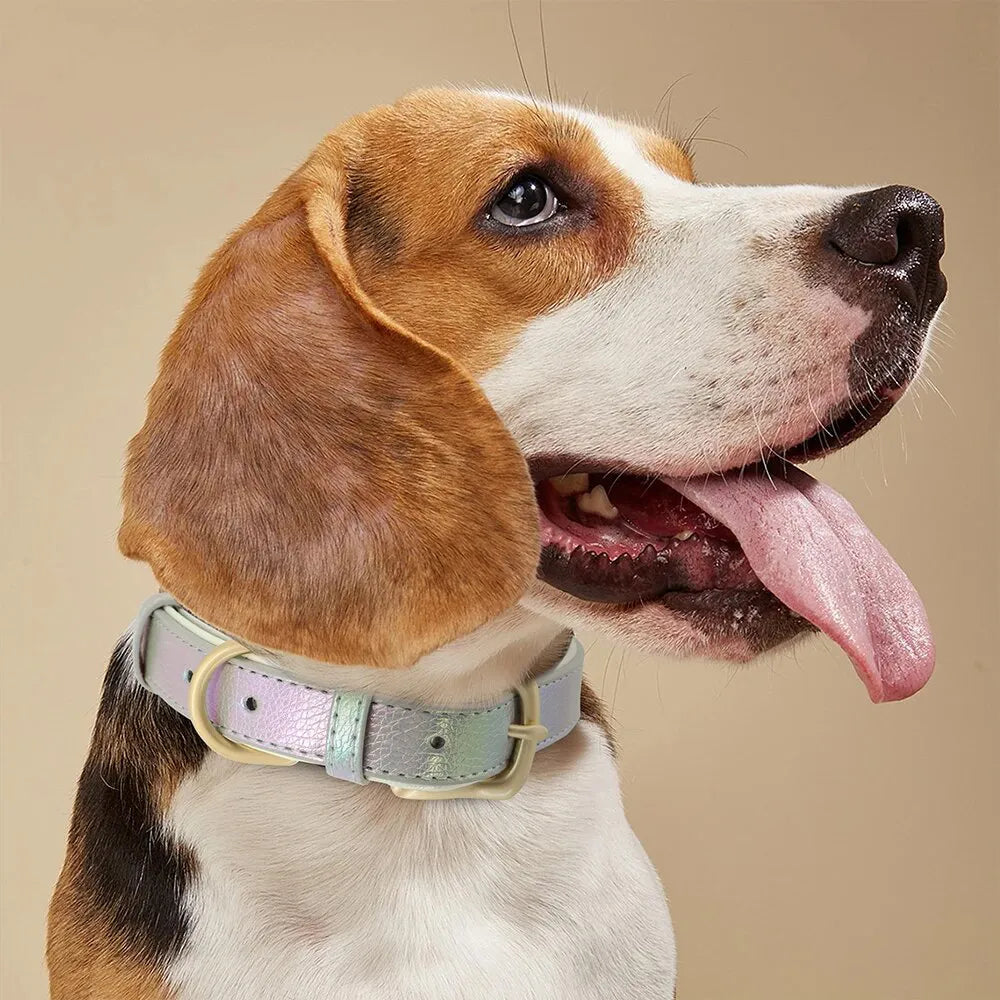 Personalized Dog Collar, Fluorescent