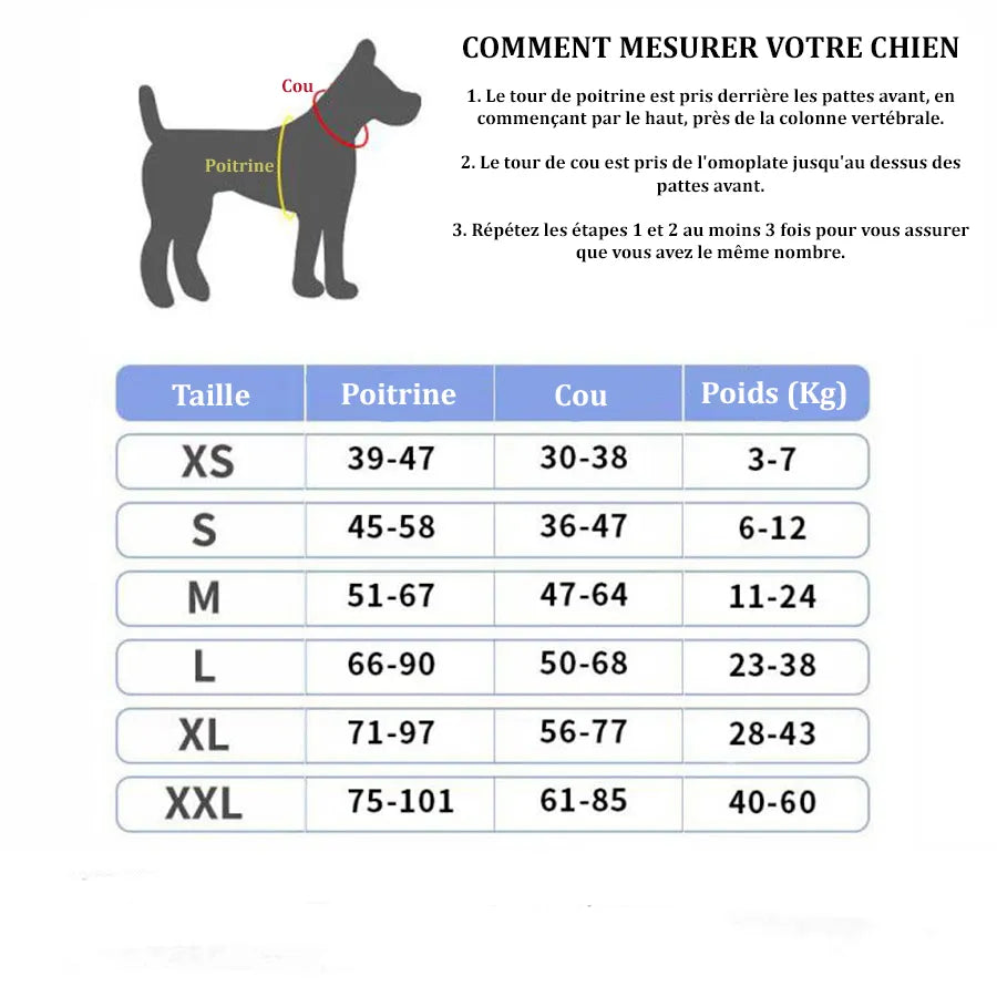 Personalized Dog Collar Special