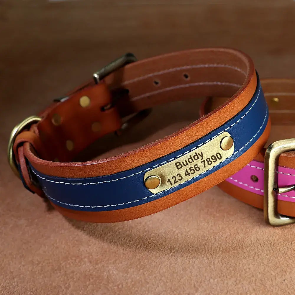Personalized Dog Collar, stylish